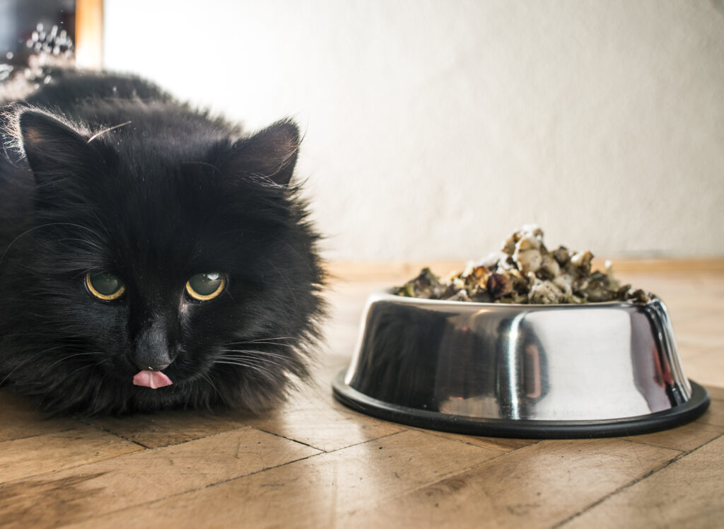gato no quiere comer