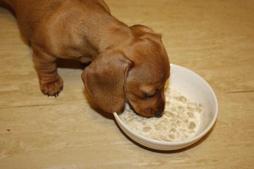comida para cachorros