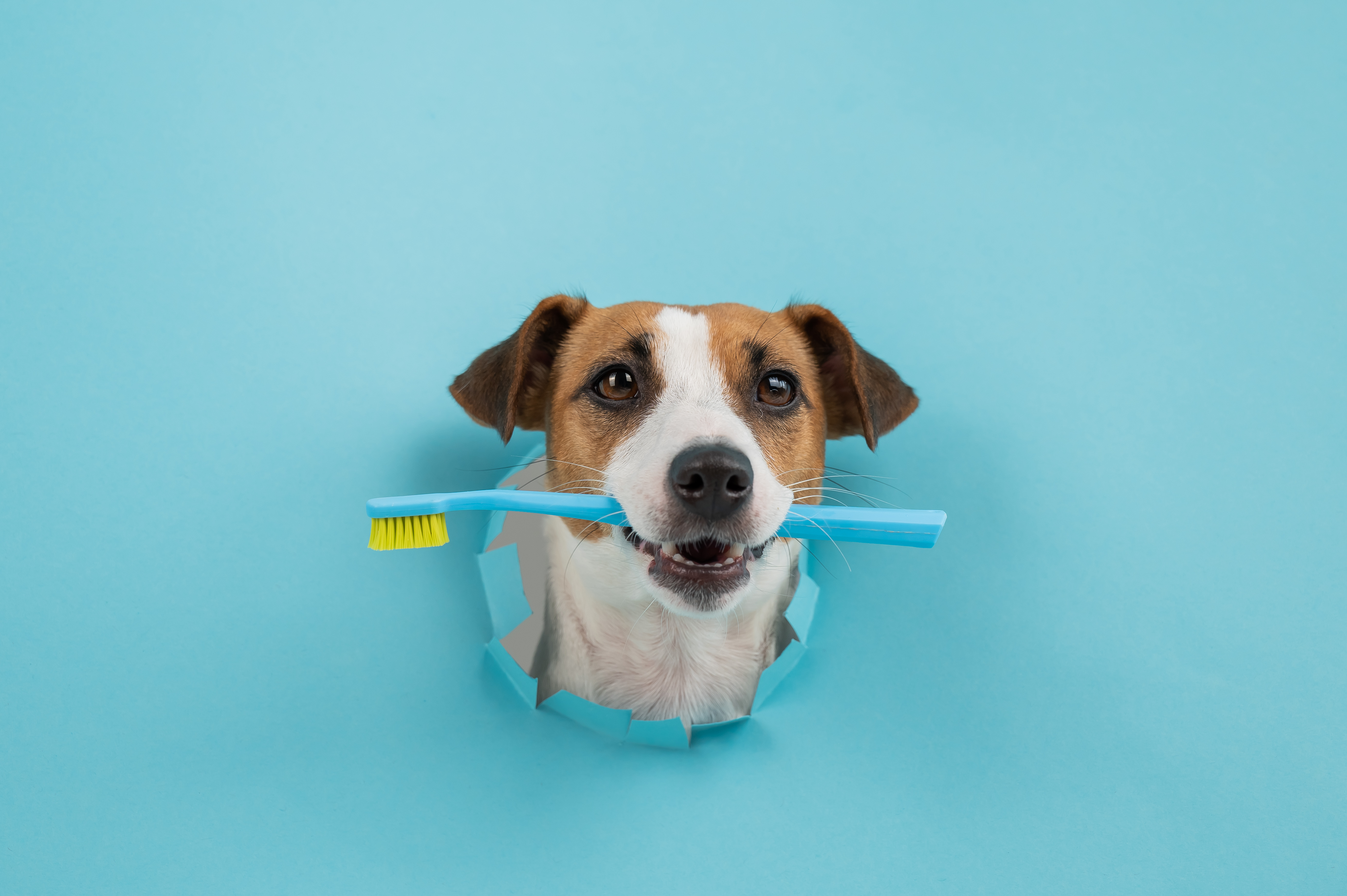cepillado de dientes de tu perro