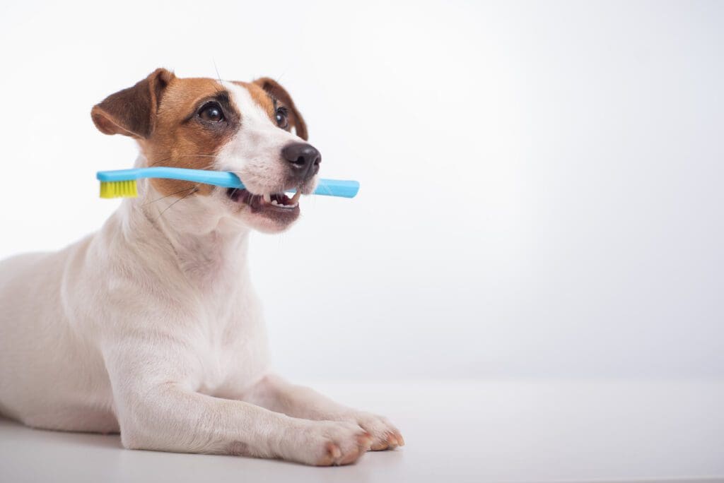 perro con cepillo de dientes