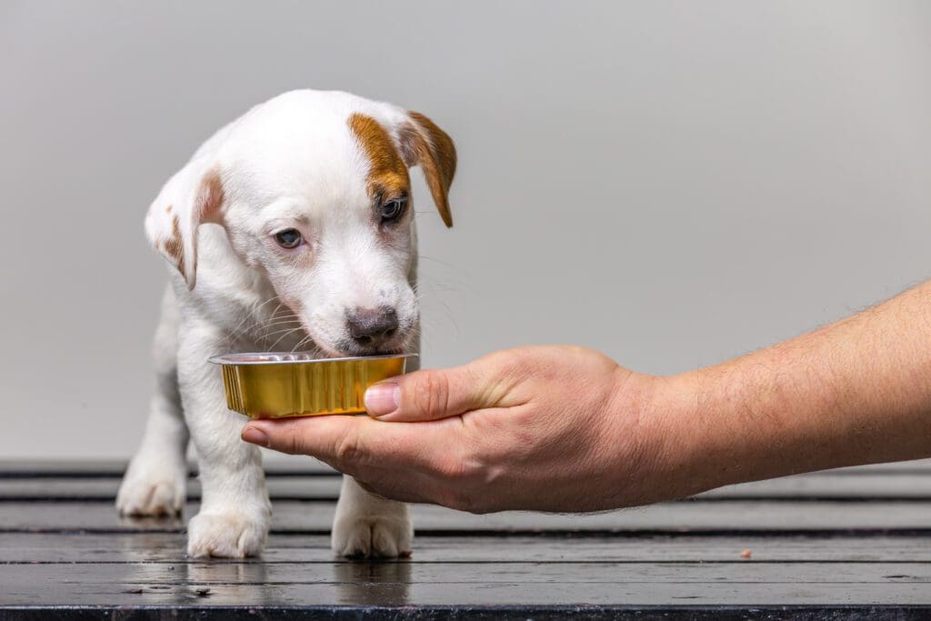 nutricion para cachorros