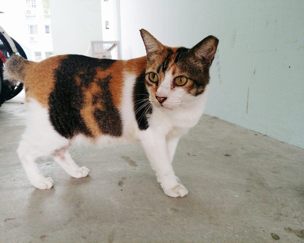 gato Manx sin cola