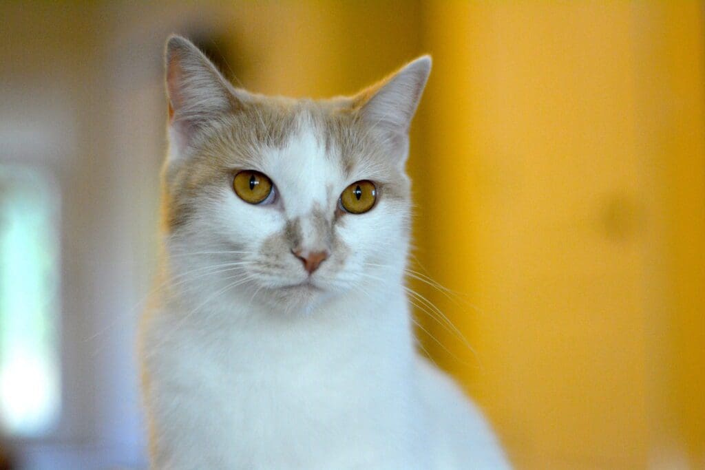 gato van turco primer plano