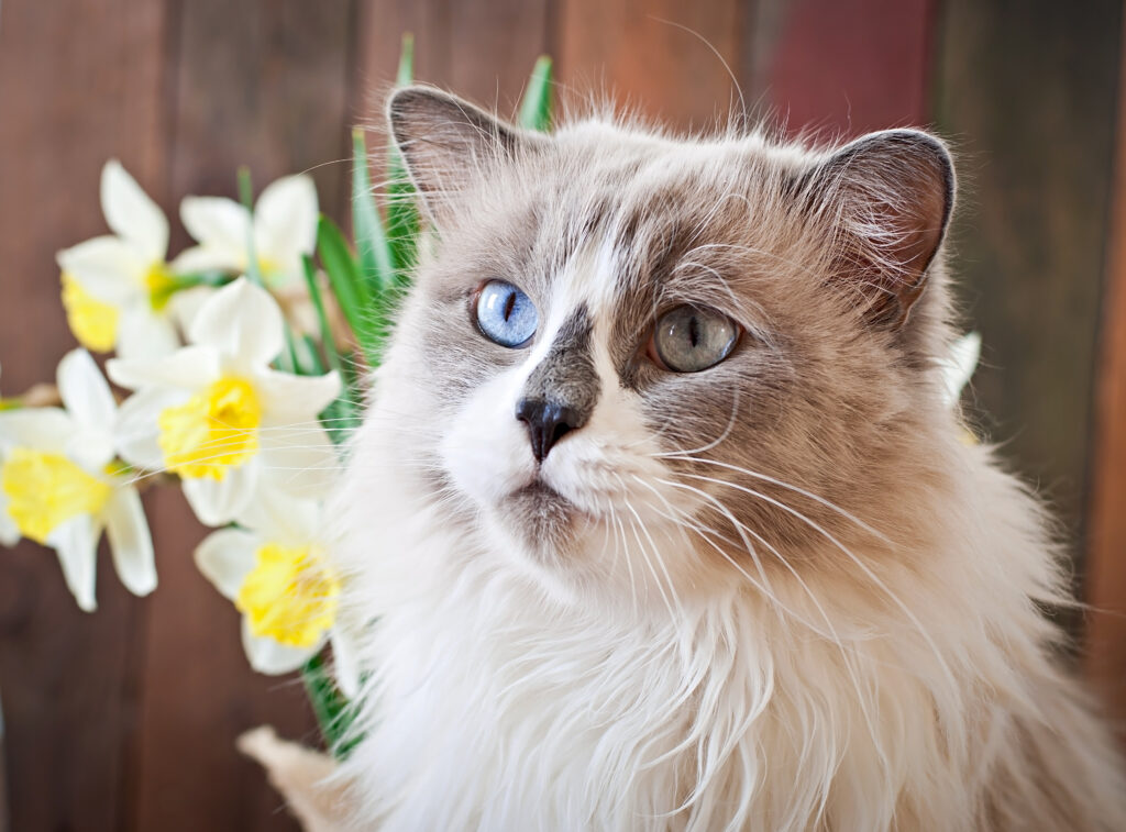 raza gato ragdoll