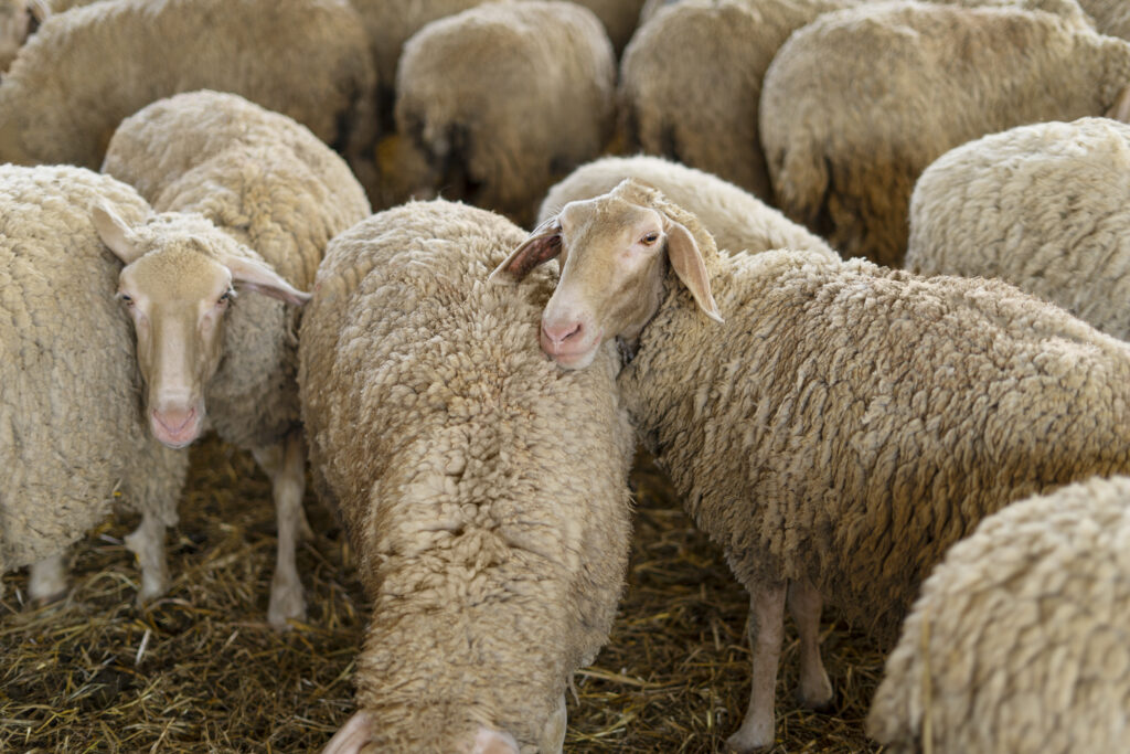 razas de ovejas