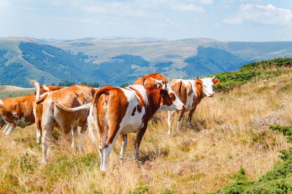 raza vacas guernsey
