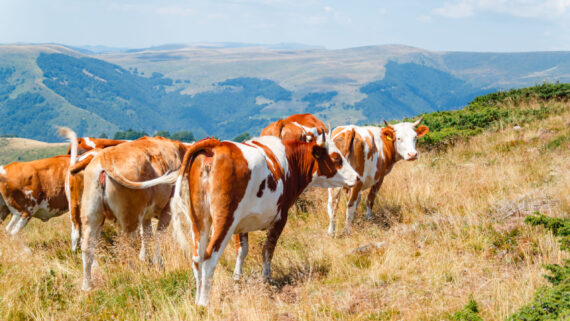 Raza de Vacas Guernsey