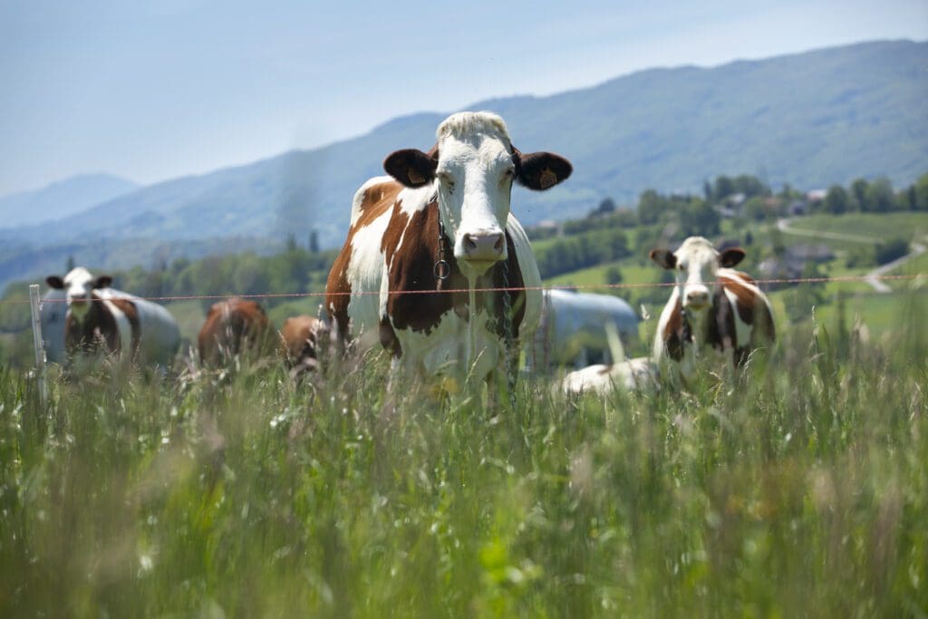 raza vacas guernsey en pradera