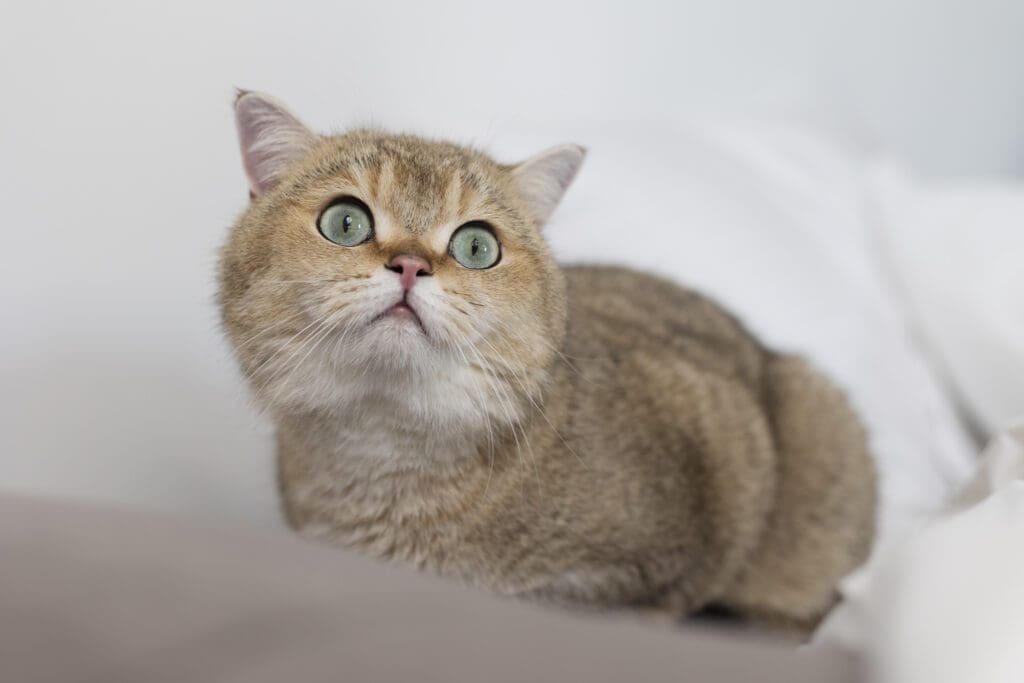 gato munchkin de frente