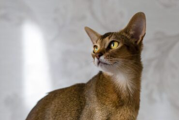 Razas de Gatos: Gato Abisinio 