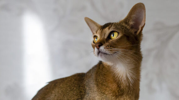 Razas de Gatos: Gato Abisinio 