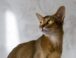 Razas de Gatos: Gato Abisinio 