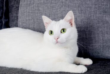 Razas de Gatos: Gato Angora Turco