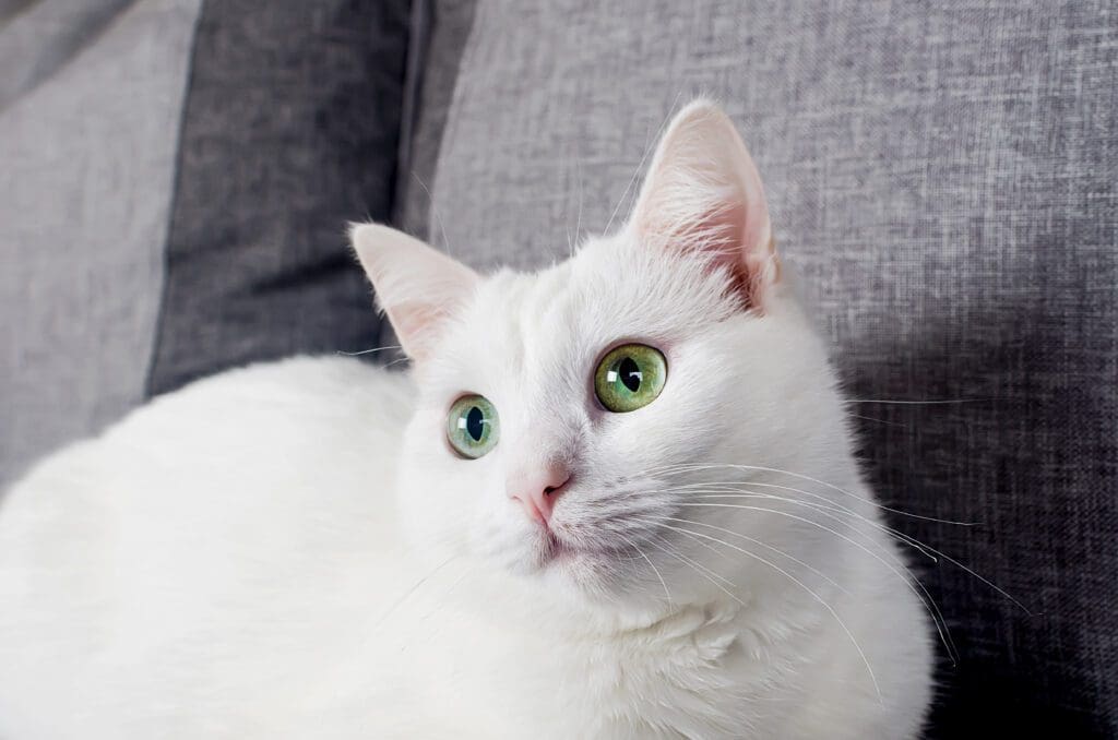 gato raza angora turco