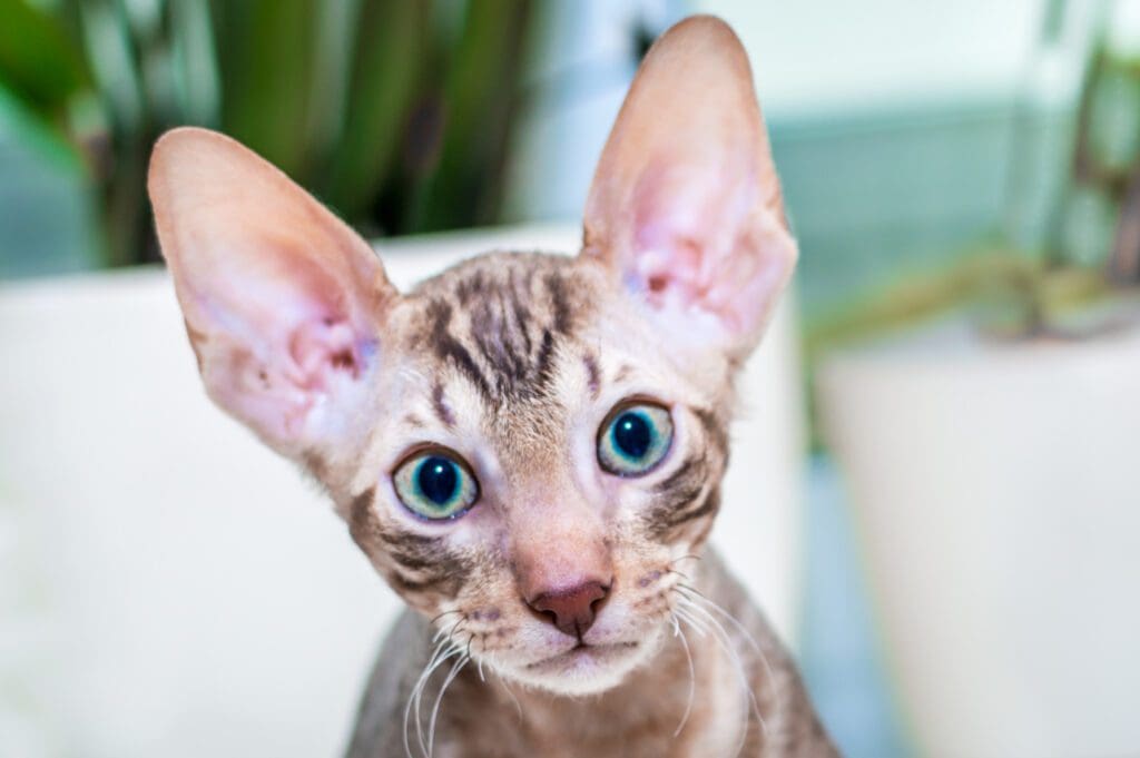 raza gato oriental bebe