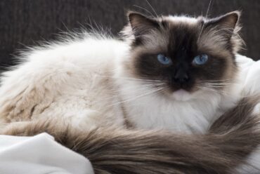 Razas de Gatos: Gato Balinés