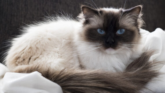 Razas de Gatos: Gato Balinés