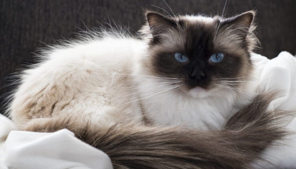 gato himalayo acostado