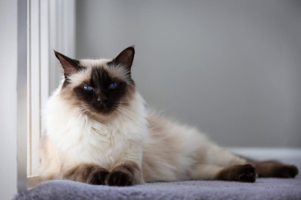 gato balines acostado