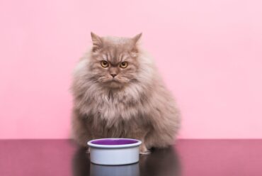 mi gato no quiere comer: Causas, soluciones y cuando preocuparse