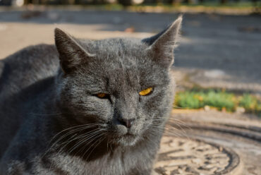 Razas de Gatos: Gato Azul Ruso