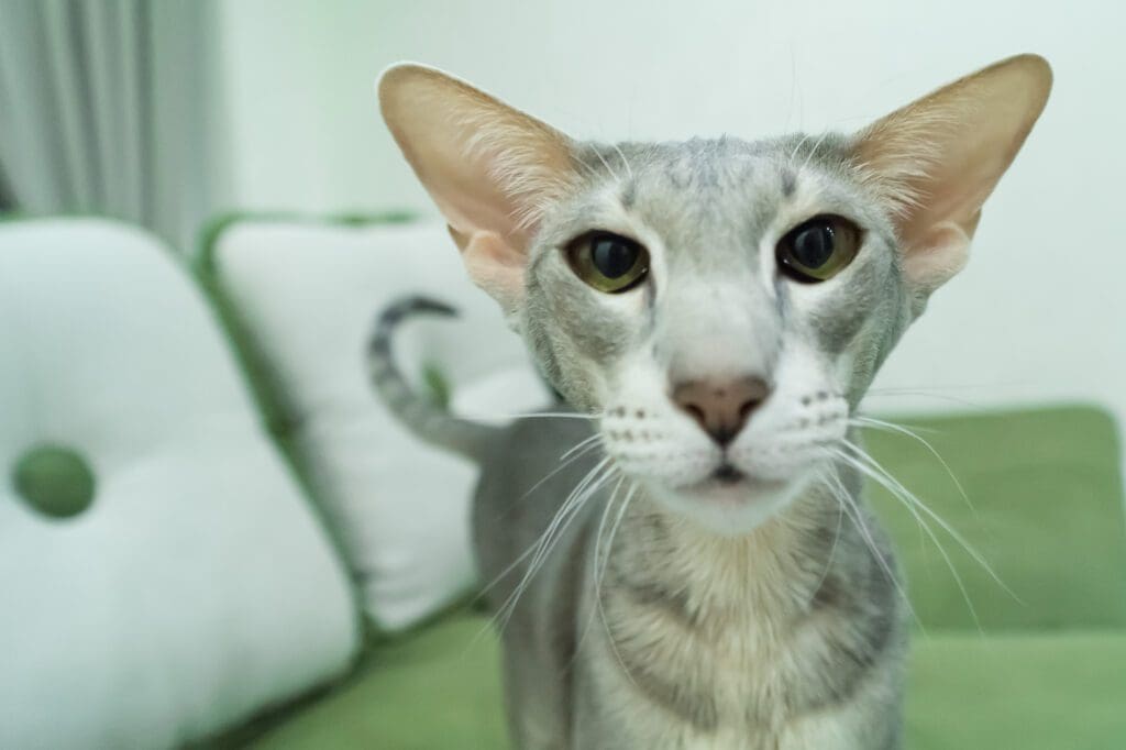 gato oriental de frente