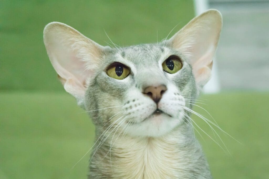 gato oriental de primer plano