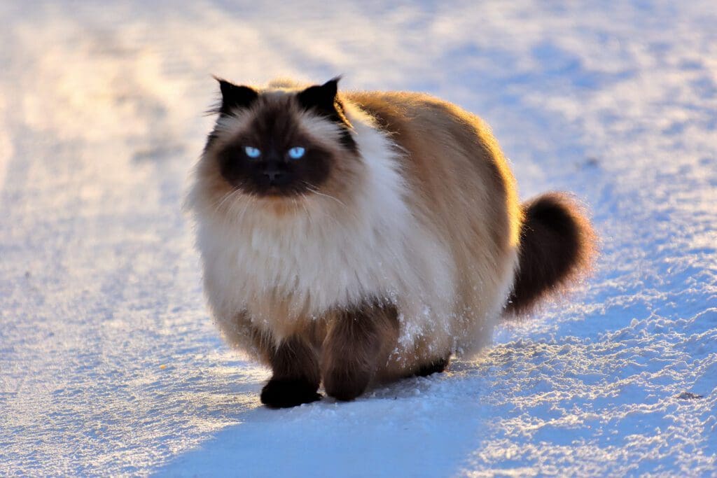 raza gato himalayo