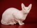 Razas de Gatos: Gato Esfinge o Sphynx