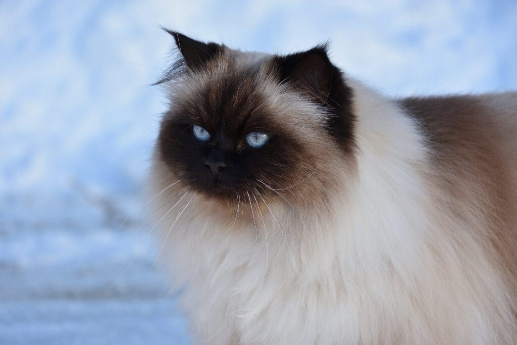 gato himalayo
