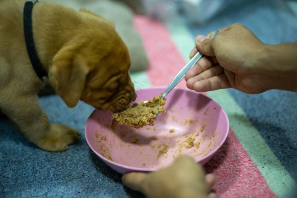 cachorro comiendo