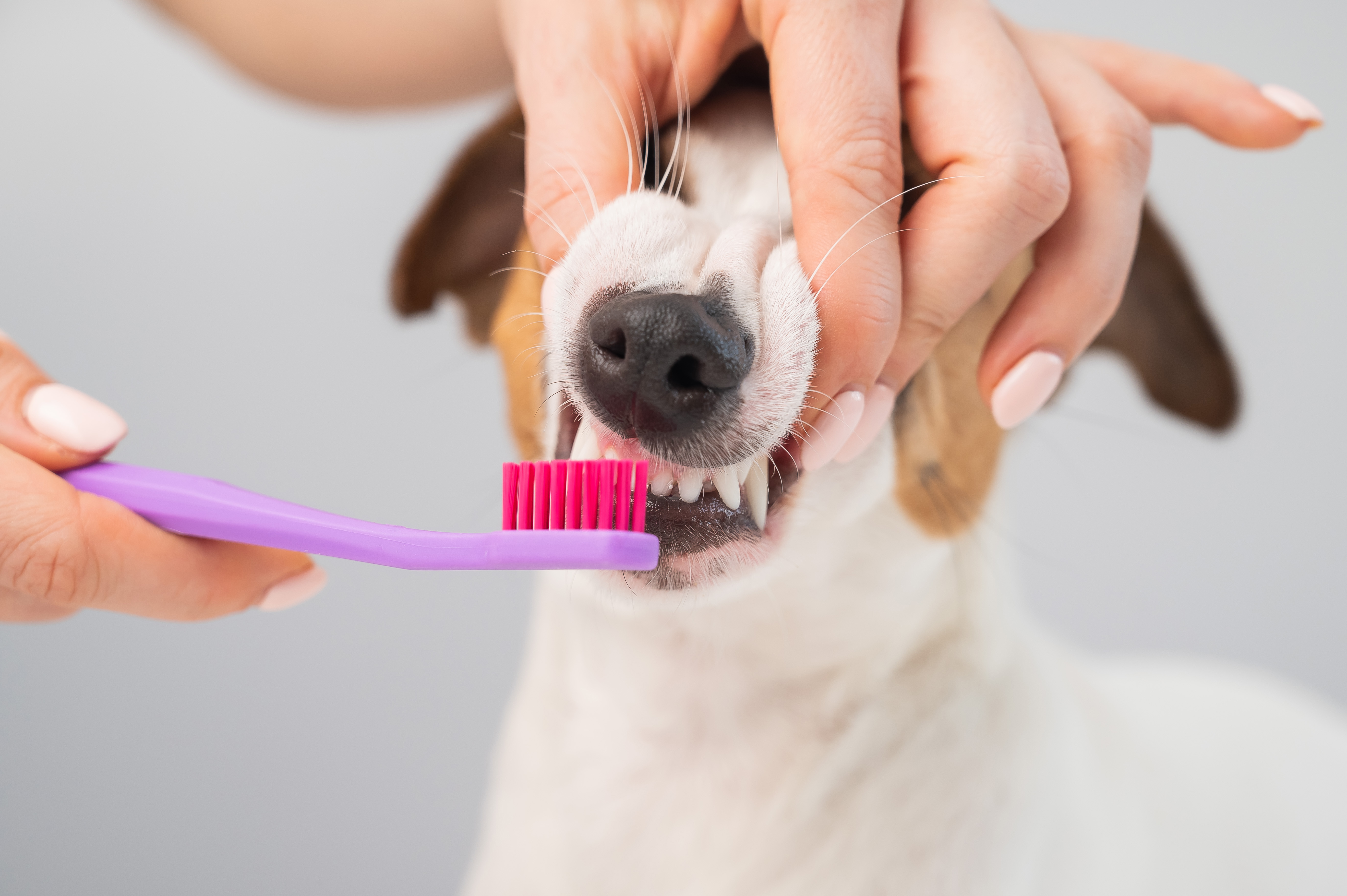 perro lavandose los dientes