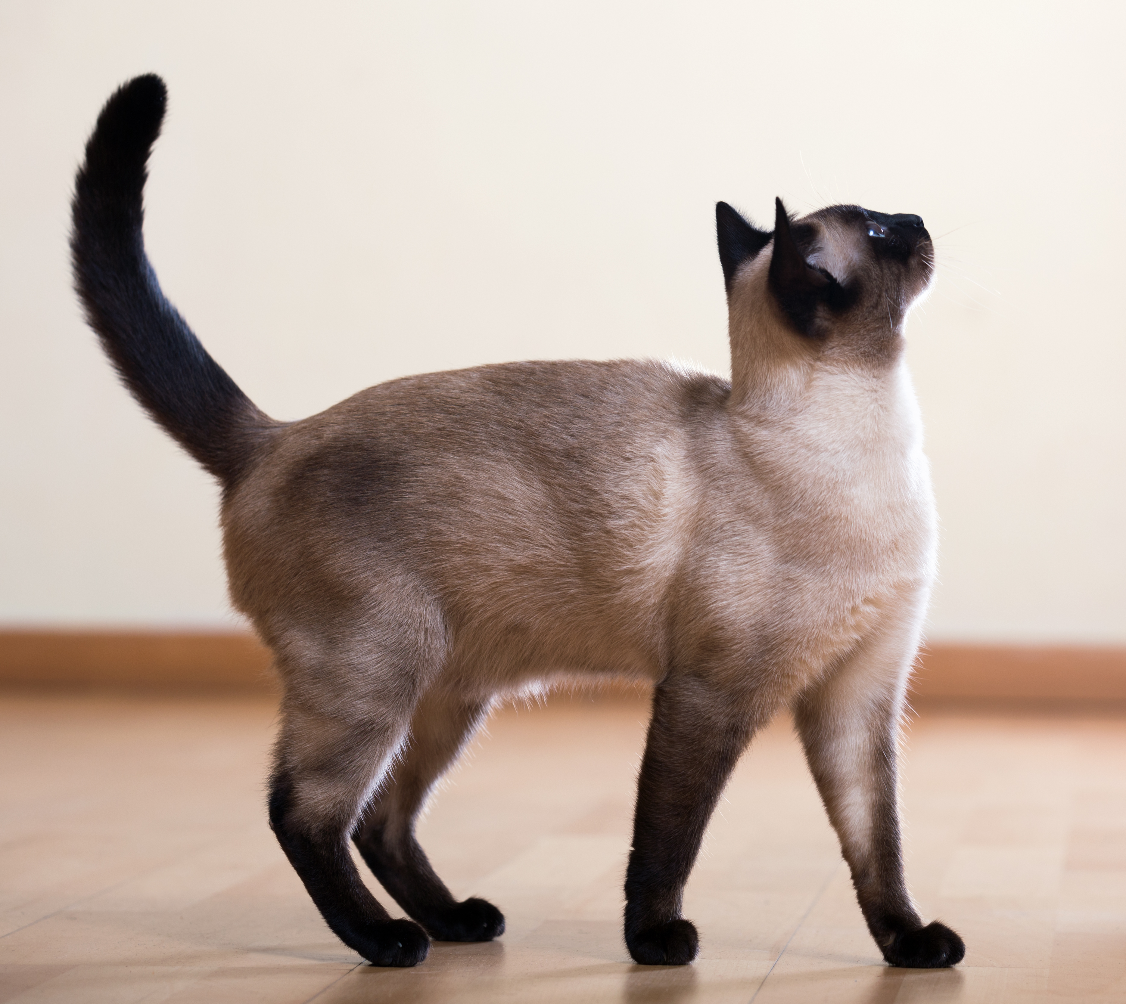 gato siames de pie