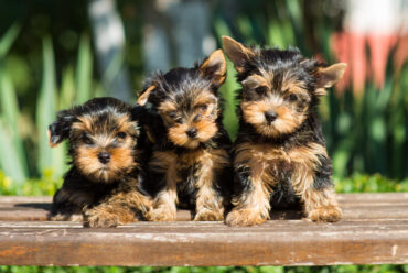Descubre las mejores razas de perros pequeños