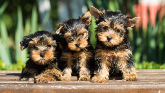 Descubre las mejores razas de perros pequeños