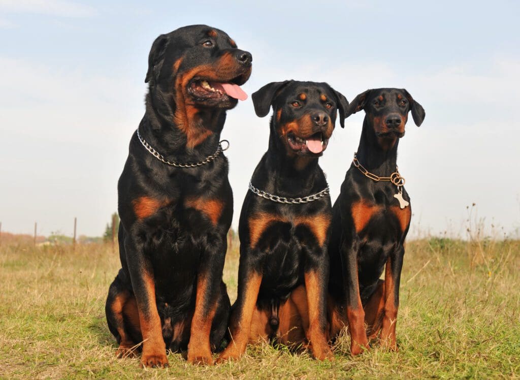 perros grandes