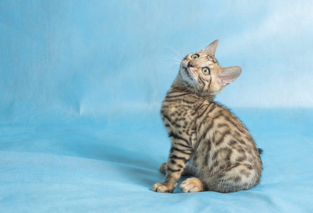 pequeño gato mau egipcio