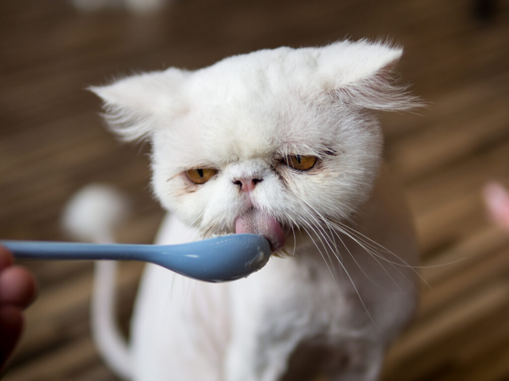 gato comiendo con cuchara