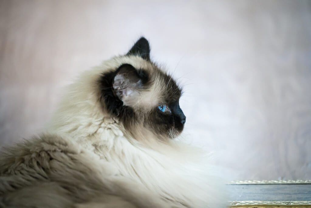 gato himalayo de lado