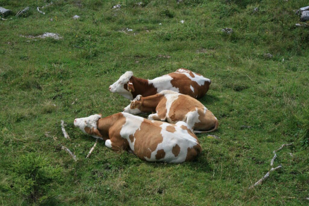 raza vacas guernsey pastando