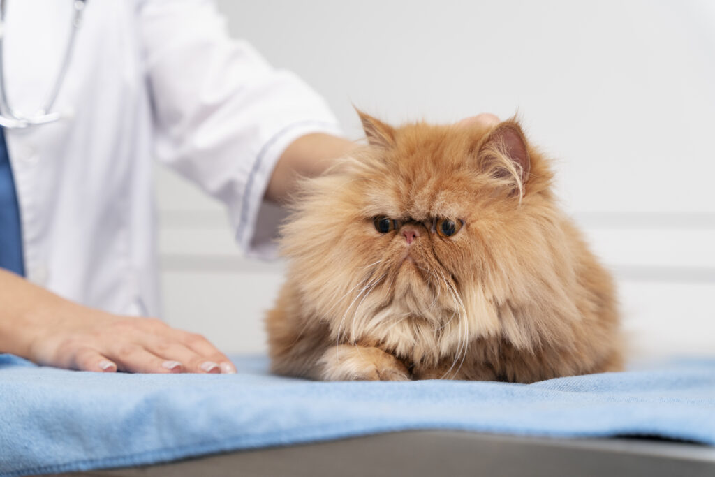 gato en el veterinario
