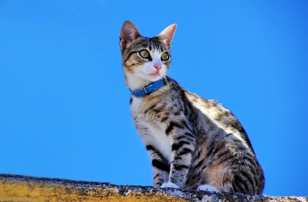 gato mau egipcio