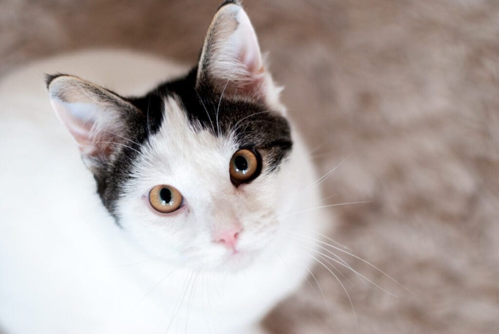 gato van turco