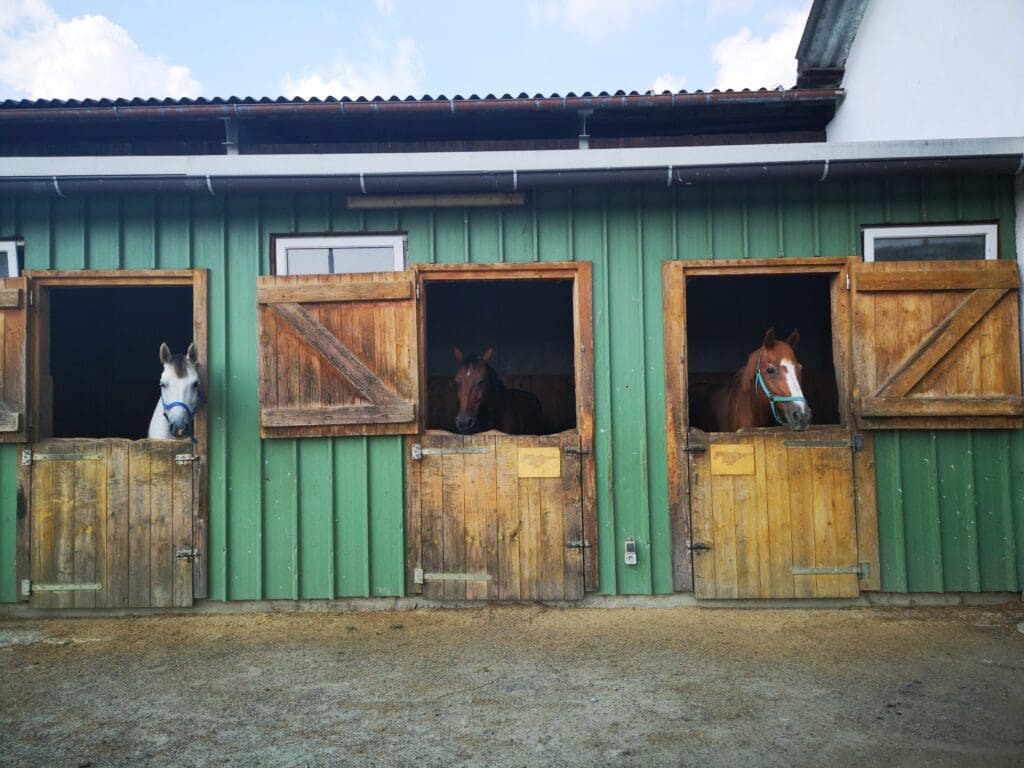 Equinos Pasión Veterinaria