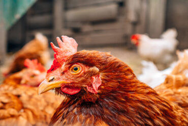 Razas de Gallinas Ponedoras: Raza Hyline Brown