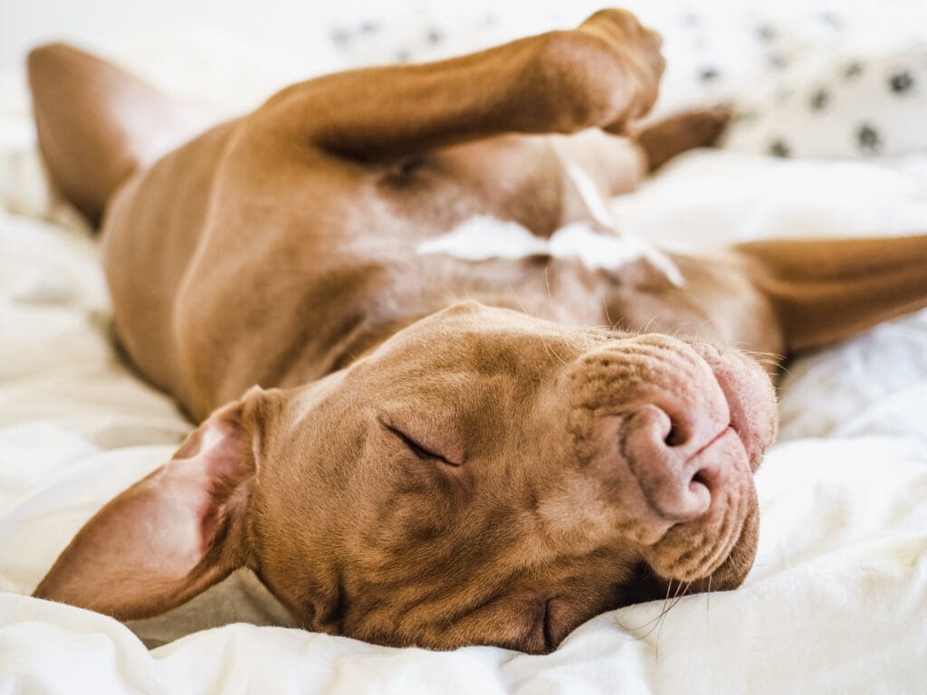 perro durmiendo boca arriba