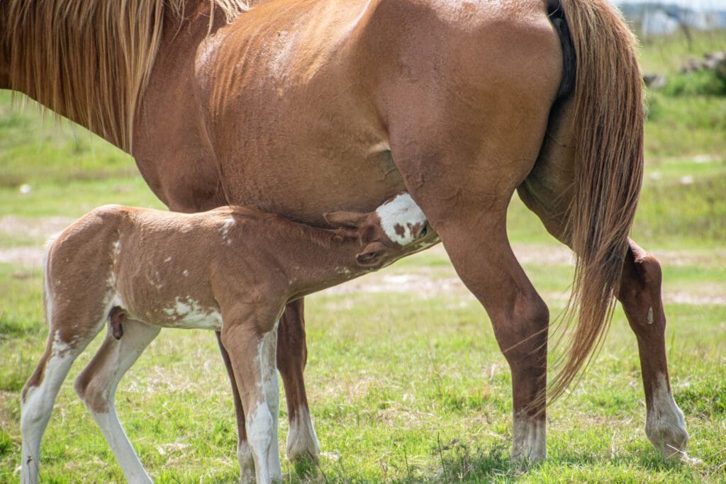 Yegua con potro -Pasión Veterinaria 