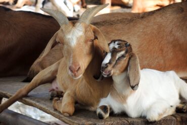 Diferencias Clave entre Ovejas y Cabras: La Guía Definitiva para Distinguirlas