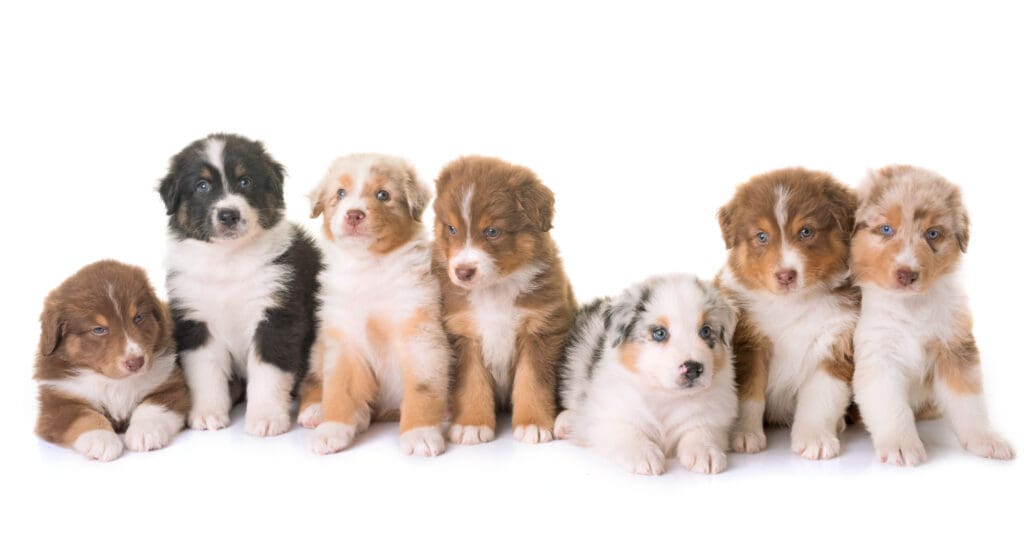 Cachorros 