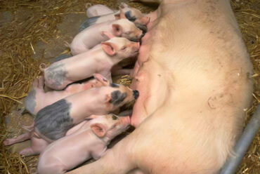 MANEJO DE PORCINOS: LA GUÍA COMPLETA PARA UNA CRÍA DE CERDOS EFICIENTE Y RENTABLE